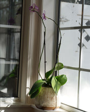 Load image into Gallery viewer, Teak Wood Tall Vase or Fruit Bowl